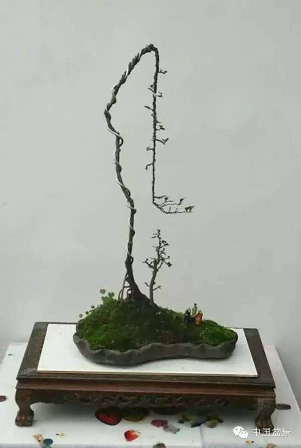 盆景怎么浇水最好 3个方法