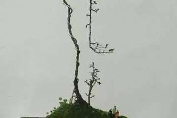 盆景怎么浇水最好 3个方法 图片