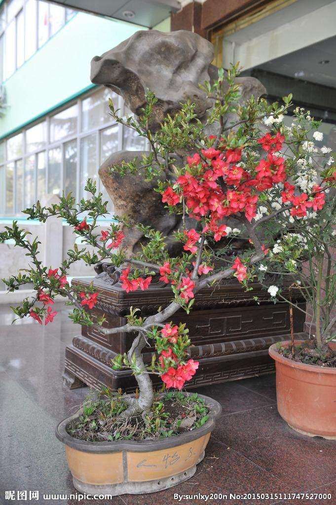 花卉盆景的繁殖有什么方法