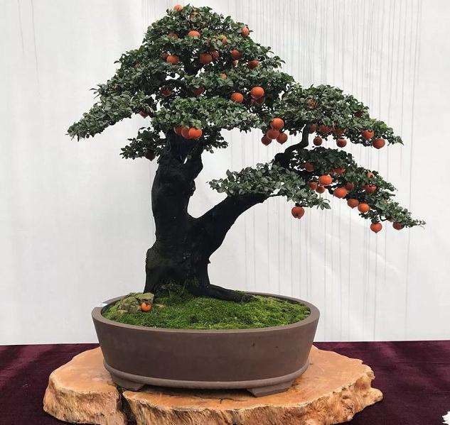 花卉盆景的繁殖有什么方法