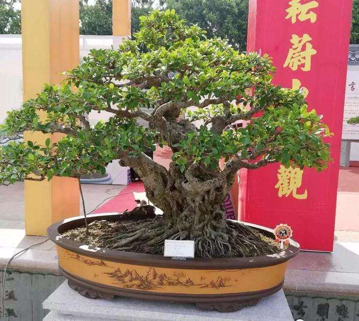 盆景怎么播种及种子的处理方法