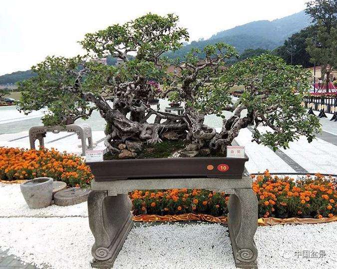 盆景怎么播种及种子的处理方法