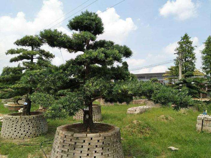 雀舌罗汉松盆景怎么嫁接与养护