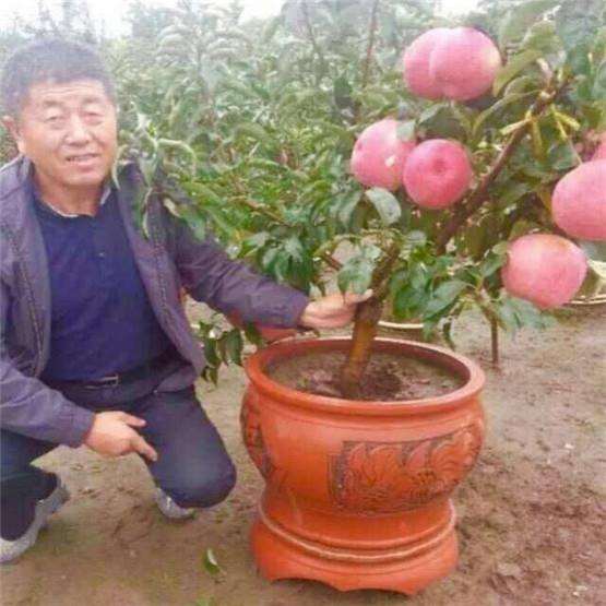 苹果盆景怎么花果管理与病虫防治