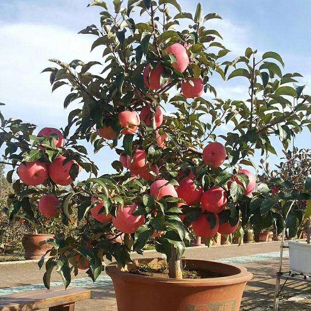 苹果盆景怎么整形和修剪