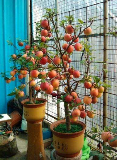 苹果盆景怎么施肥
