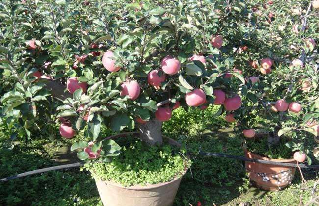 苹果盆景怎么嫁接与上盆