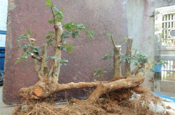 对节白蜡树桩盆景怎么定枝整形