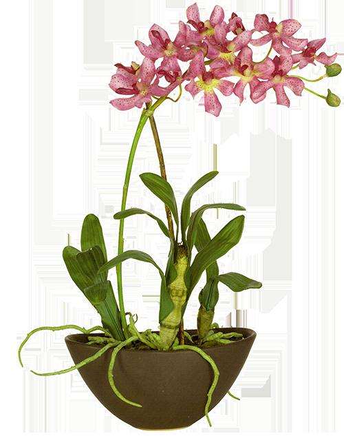 兰花盆栽分株繁殖的种植与管理