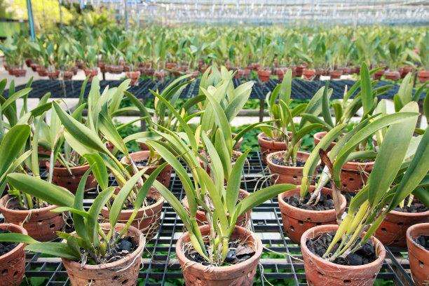 兰花盆栽怎样洗根繁殖的4个方法