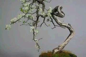 图解 盆景树枝冠与枝条怎么修剪的方法