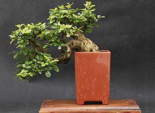 盆景的最好嫁接时间是什么时候