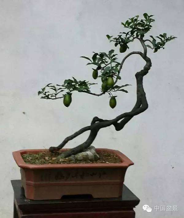 怎么挖掘树桩盆景