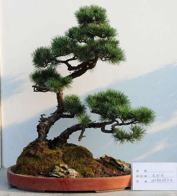 怎么在山野中挖掘盆景