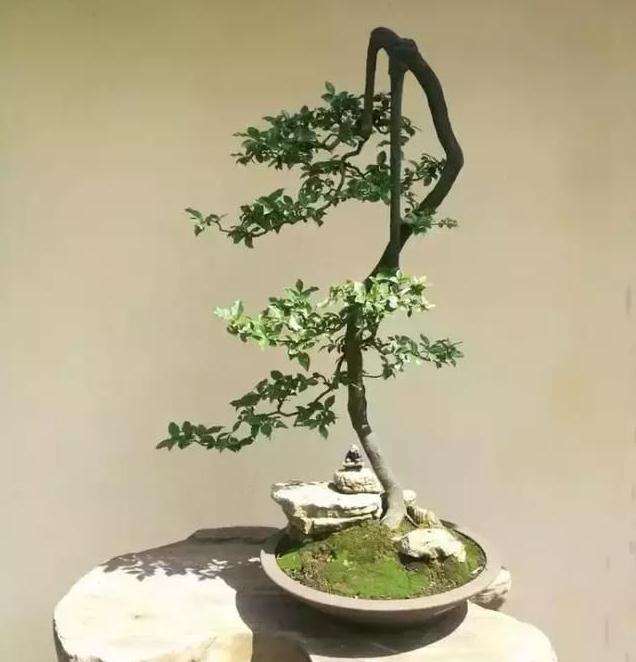 小型微型盆景树桩的制作条件是什么