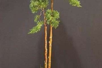 由学生制作的一棵文人杜松盆景