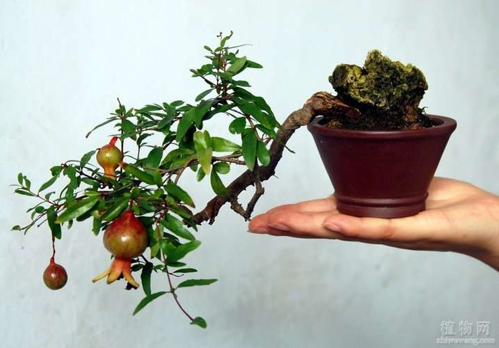 石榴盆景发芽后的嫁接及造型