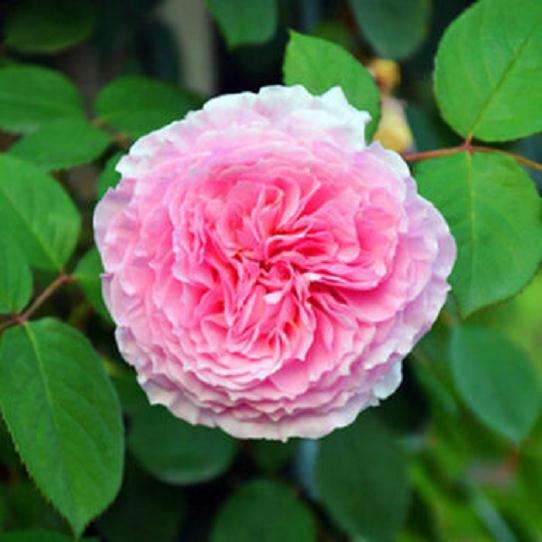 为什么盆景扦插的月季