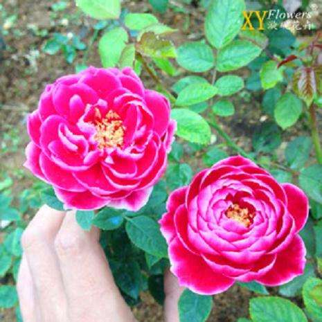 为什么盆景扦插的月季