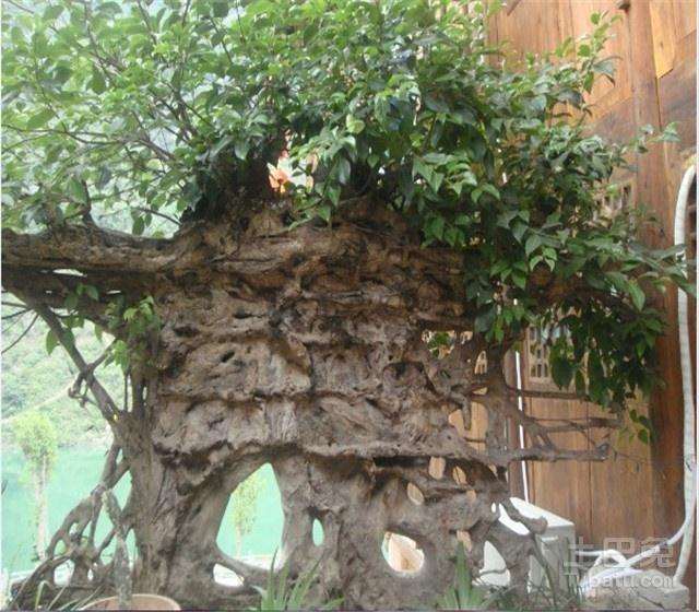 黄桷树盆景栽培后怎么养护管理