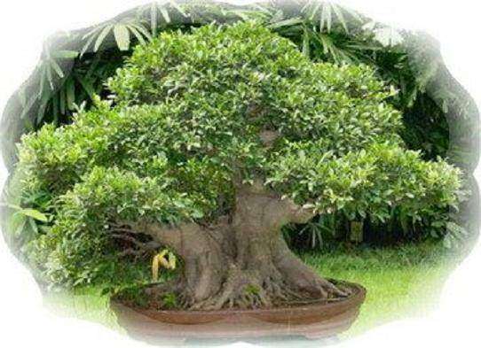 黄桷树盆景怎么繁殖的