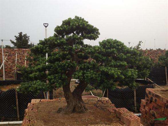 怎么利用植物特性来培养树桩盆景