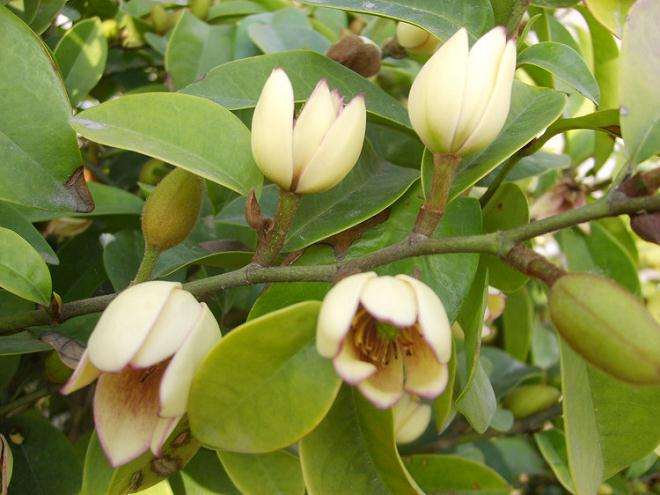 含笑盆景的冬季管理方法