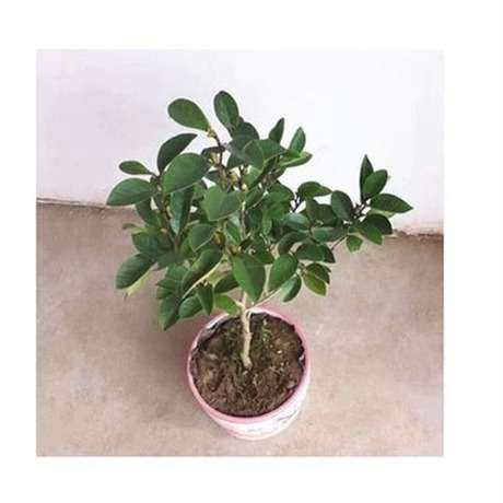 含笑盆景的冬季管理方法