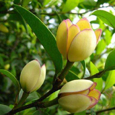 含笑盆景怎么施肥和修剪