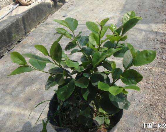 含笑盆景的土壤和肥料用什么最好