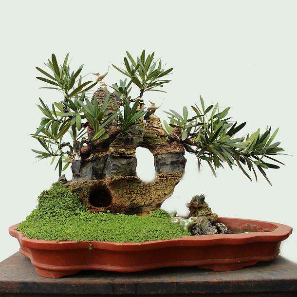 盆景扦插方法分有哪2种