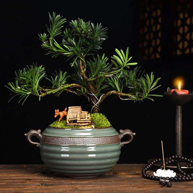 移入盆景上盆后怎么培养及修剪