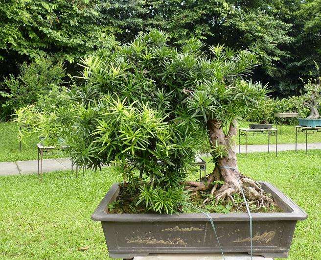 盆景植物生长种容易犯17个错误方法