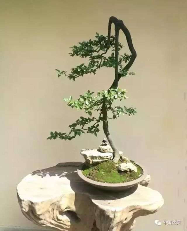 金弹子盆景怎么发芽出芽了 就是不生根