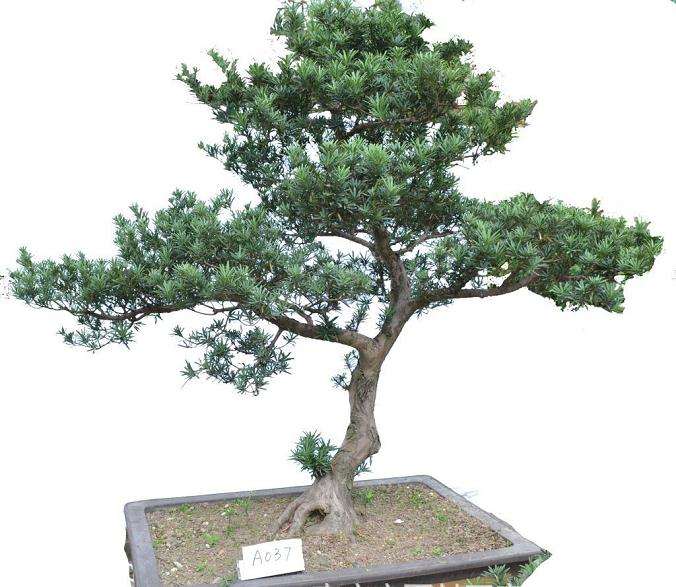 怎么让下山桩发芽成活率