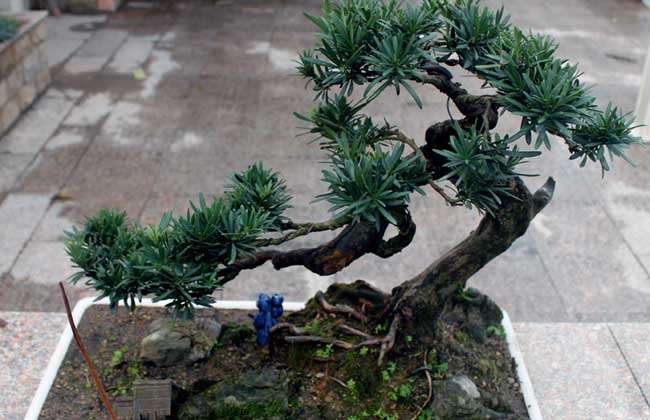 山松盆景的修枝是保形的关键是什么