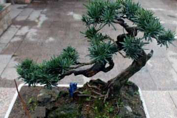 山松盆景的修枝是保形的关键是什么