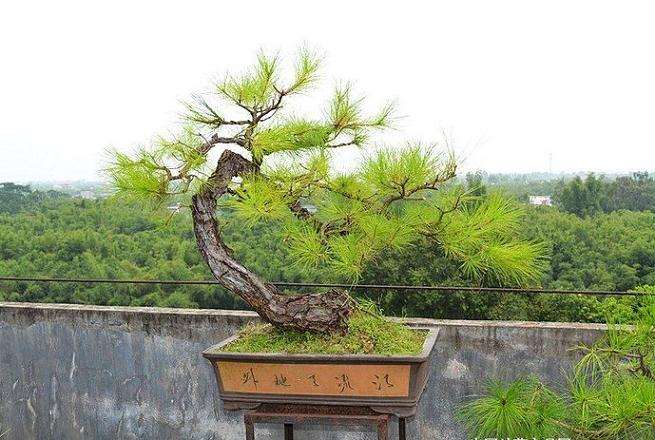 山松盆景的病虫害防治有什么方法