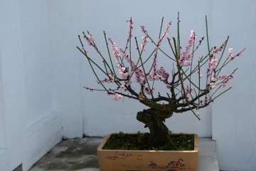 梅花盆景怎么上盆和修剪的方法 图片