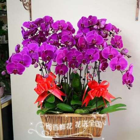 火鹳盆景的病虫害防治方法