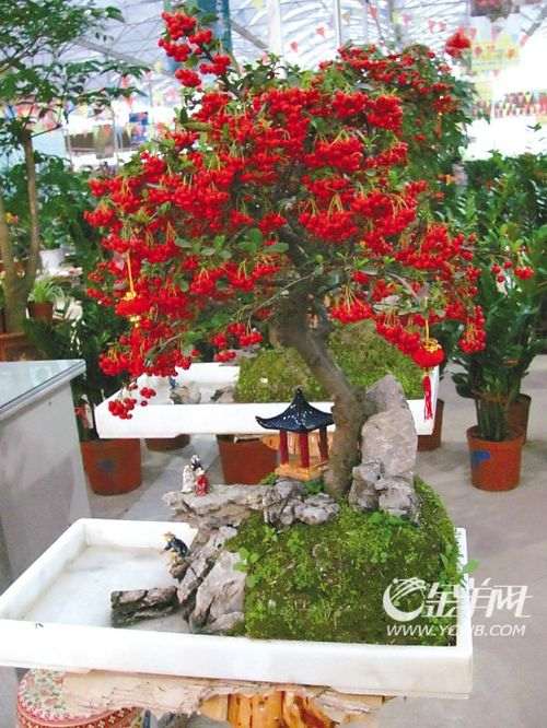 火鹤盆景怎么施肥换盆 5个方法 图片