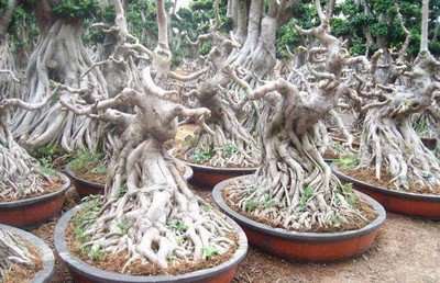 美国紫叶极品红栌容器育苗病虫害