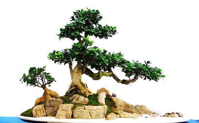 徐州最便宜的汉霖园盆景批发市场