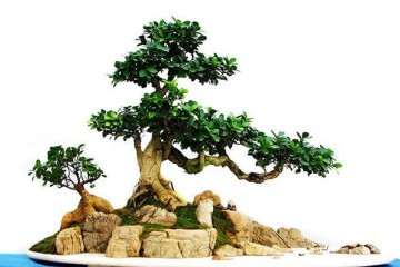 徐州最便宜的汉霖园盆景批发市场