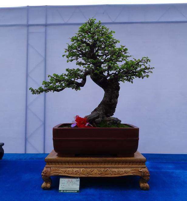 徐州汉霖园盆景批发市场的选址