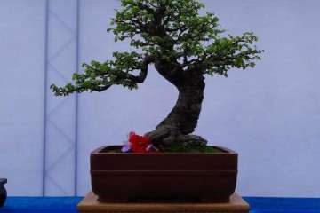 徐州汉霖园盆景批发市场的选址