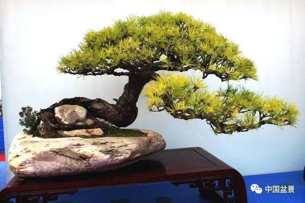 徐州汉霖园盆景批发市场建设的必要性