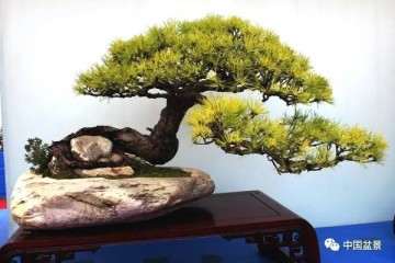 徐州汉霖园盆景批发市场建设的必要性