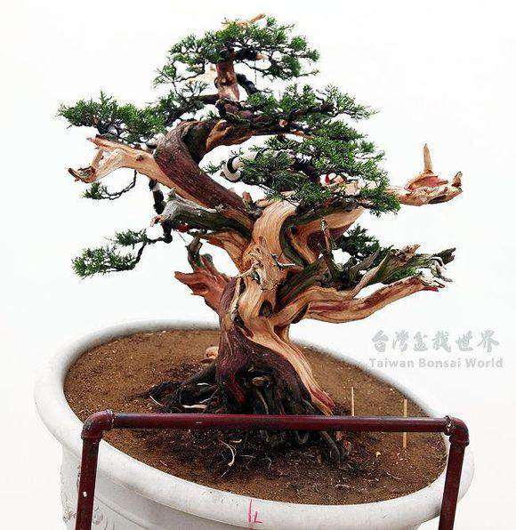 徐州汉霖园花卉盆景批发市场