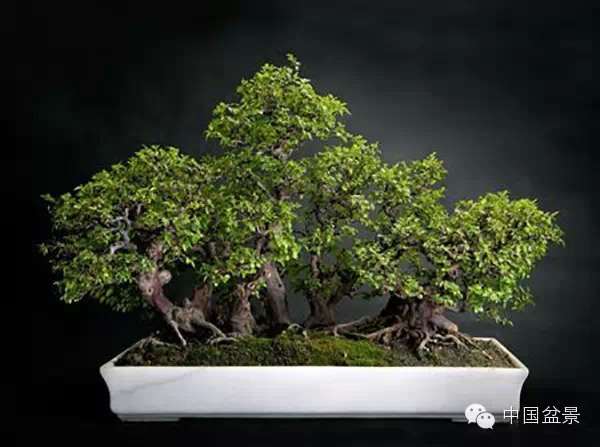 江苏省徐州汉霖园盆景批发市场